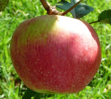 Die Fr�chte sind ab Ende September Pfl�ckreif