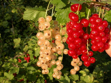 Ein Schwerpunkt bei den Vortrgen lag auf dem Anbau von Johannisbeeren