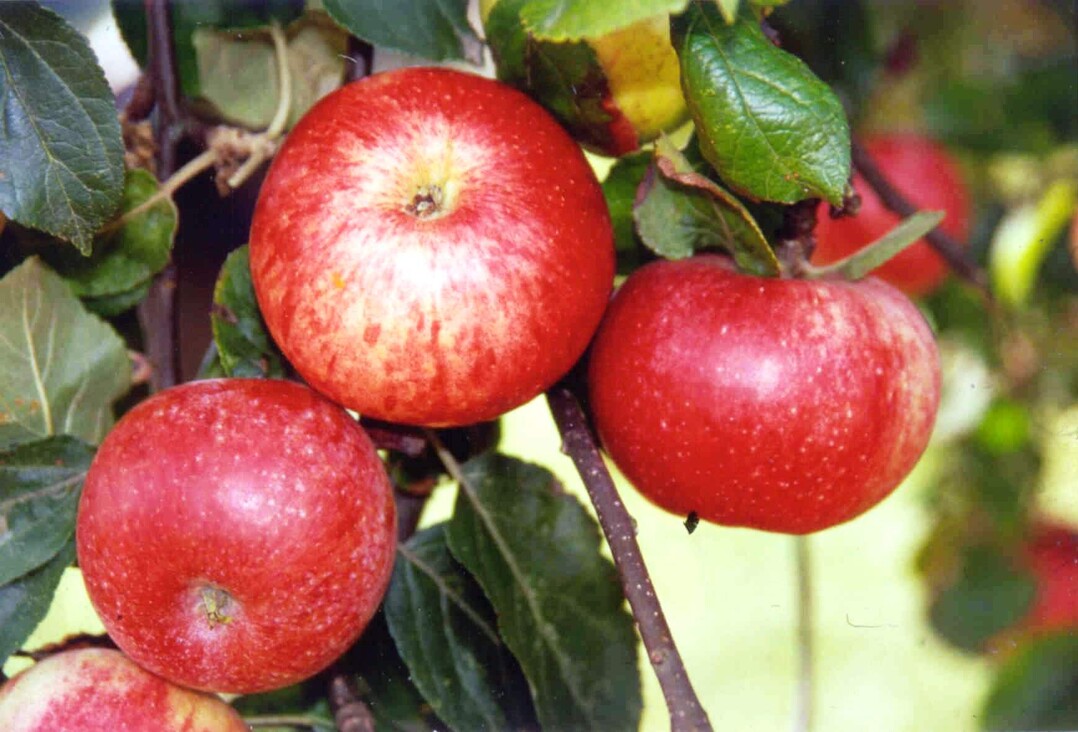 Der "Luikenapfel" ist neuer Passagier in der Arche des Geschmacks