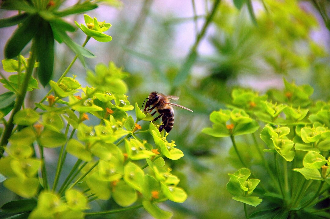 Bienen knnen durch Pollen oder Nektar geringe Pflanzenschutzmittel-Rckstnde aufnehmen.