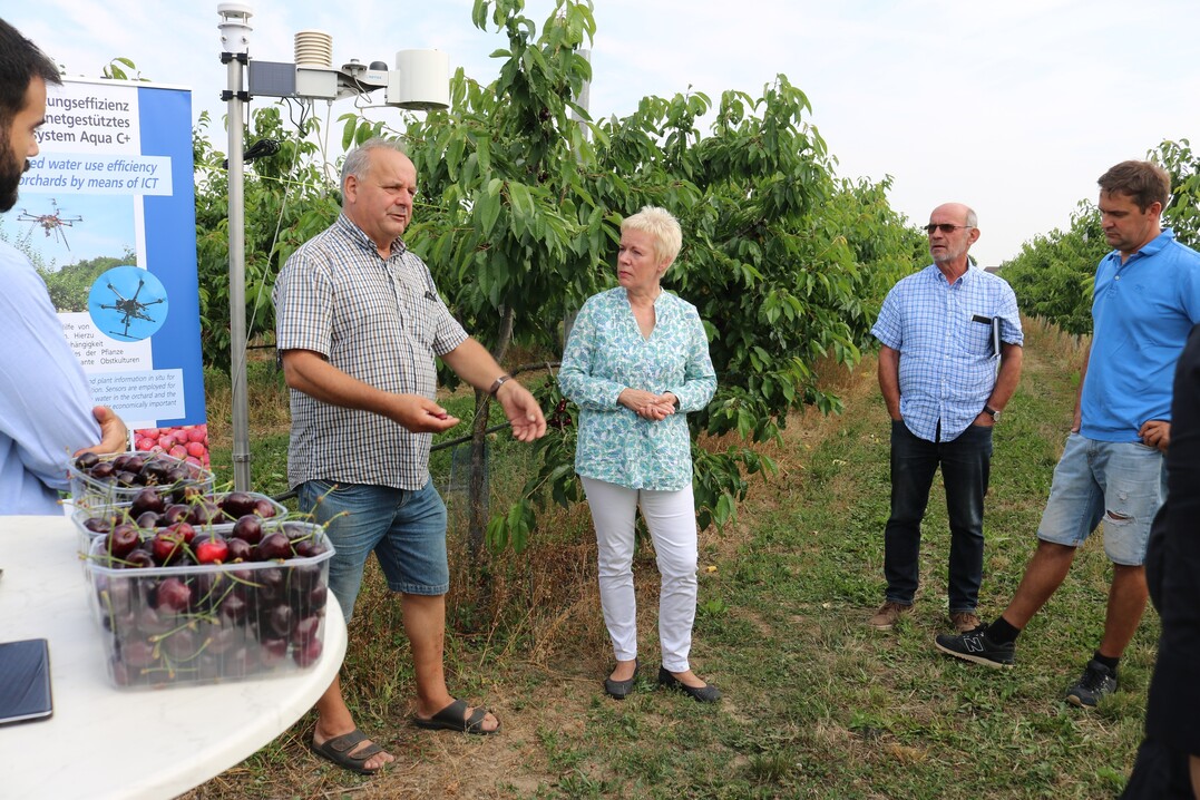 von links: Manfred Seidel, Betriebsleiter der Märkischen Obstbau GmbH, (links) erläutert in seiner Kirschenanlage die aktuellen Probleme der Produzenten in Brandenburg, Brandenburgs Agrar- und Umweltstaatssekretärin Carolin Schilde, Obstbauberater Manfred Lindicke und Jörg Seidel