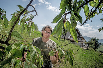 Bruno Muff bei der Kirschenernte