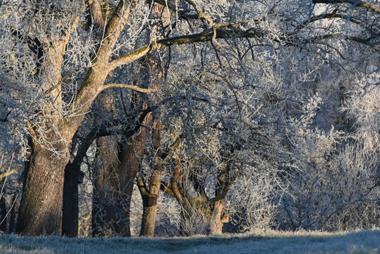 Winterliche Streuobstwiese im Raureif.