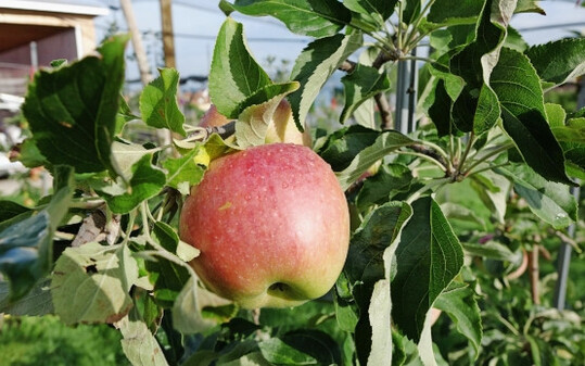 Schweizer Orangenapfel: Obstsorte des Jahres 2025 in der Schweiz