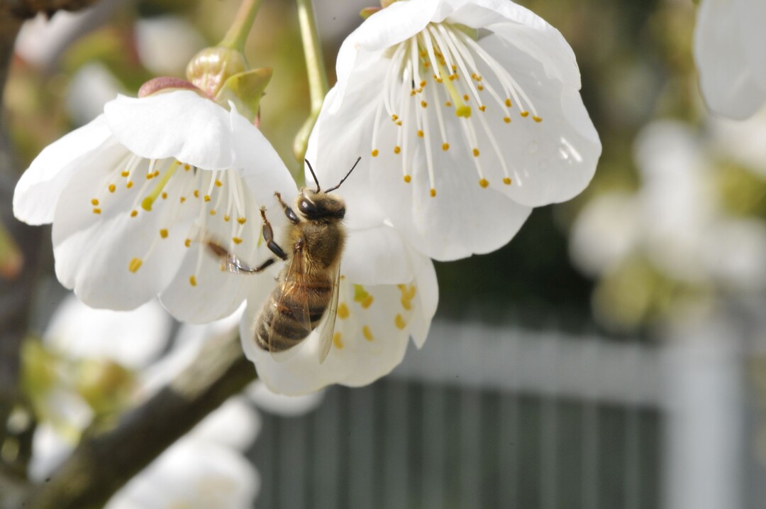 Der Rundgang „Wer rettet die Bienen“ informiert über die Ursachen des Bienensterbens.