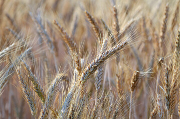 Roggen auf dem Feld