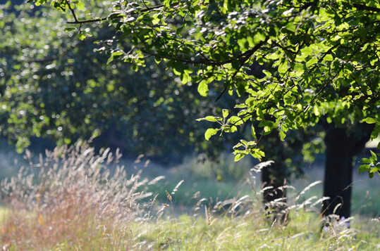 Streuobstwiese im Sommer.