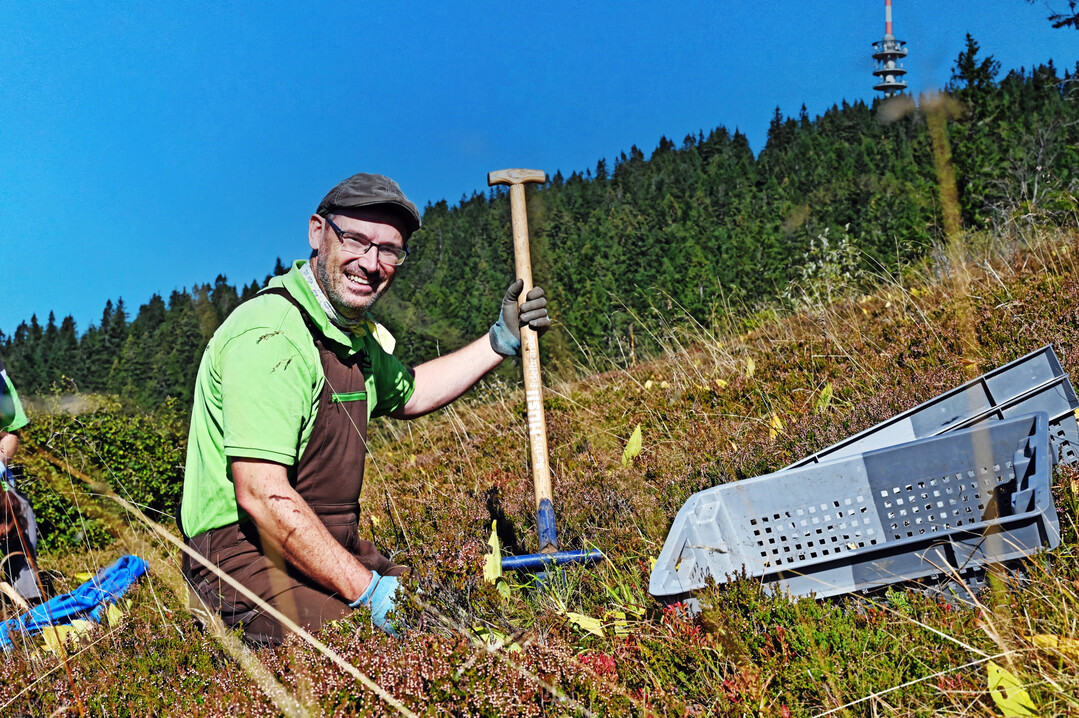 Ansgar Barth erntet Wurzeln vom Gelben Enzian auf dem Feldberg.
