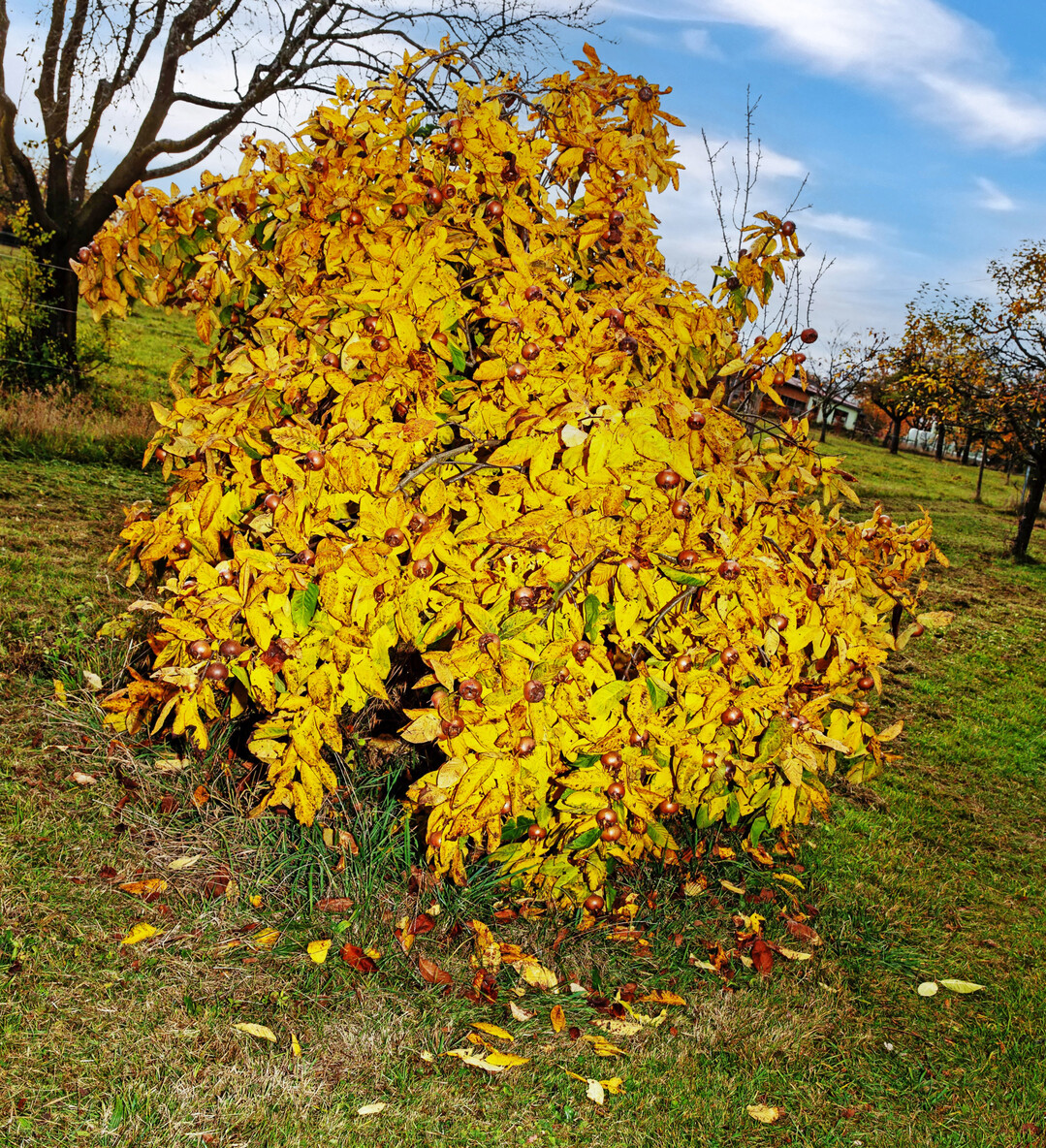 Mispelbusch in herbstlicher Färbung.