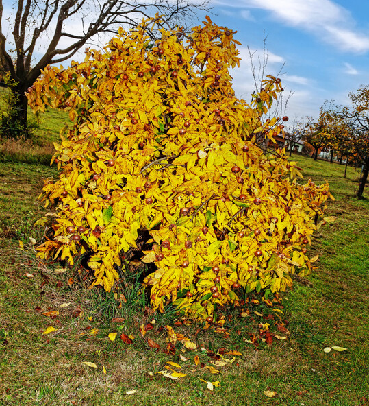 Mispelbusch in herbstlicher Frbung.