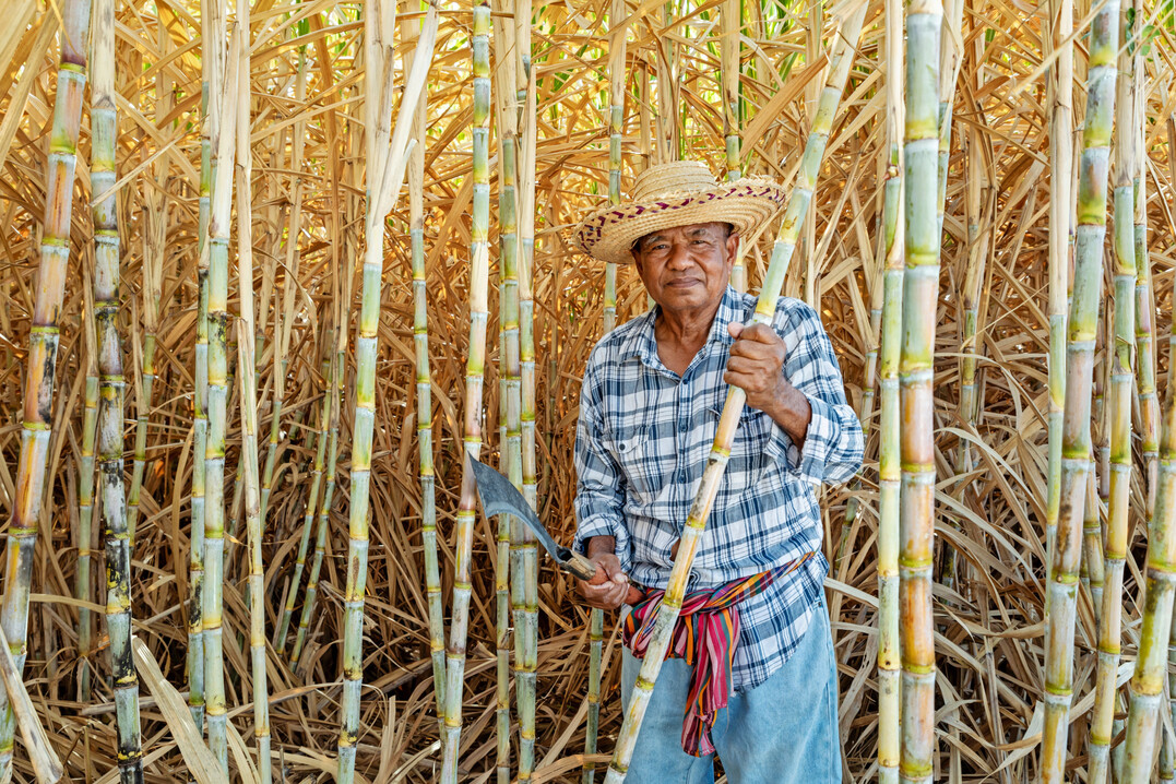 Nach wie vor ist die Zuckerrohrernte vielerorts Handarbeit wie hier in S�dostasien.