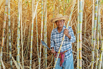 Nach wie vor ist die Zuckerrohrernte vielerorts Handarbeit wie hier in S�dostasien.