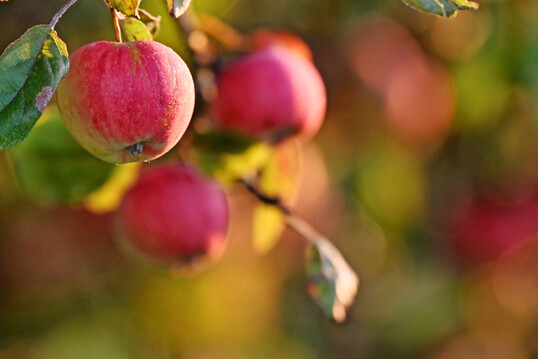 Streuobstpfel am Baum.