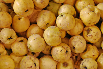 Quitten vor der Verarbeitung