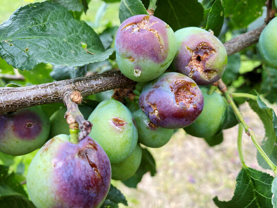 Hagelschaden an Äpfeln.