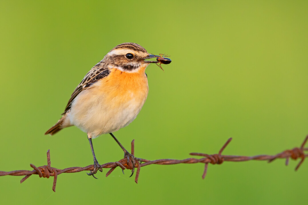 Braunkehlchen ernähren sich überwiegend von Insekten und deren Larven.