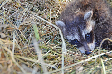 Junger Waschbär (fotografiert in Brandenburg, nicht in Virginia).