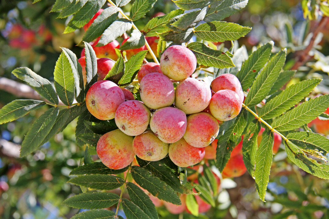 Speierlingfrüchte im Herbst.