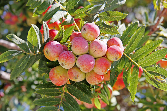 Speierlingfr�chte im Herbst.