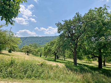 Die ‘Ermstäler Knorpelkirsche’ wächst zu stattlichen Bäumen heran