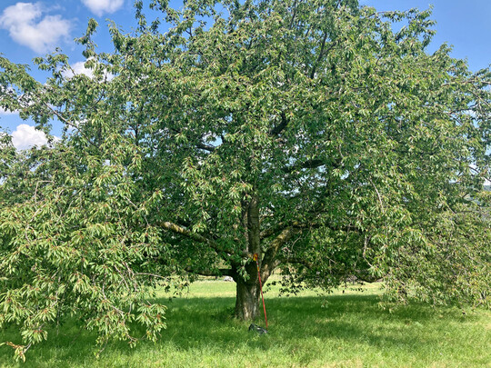 Die Krone der ‘Ermstäler Knorpelkirsche’ nimmt mit der Zeit viel Raum ein