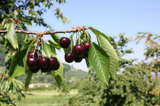 Die Früchte der ‘Ermstäler Knorpelkirsche’ bleiben eher klein