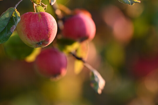 �pfel im Herbstlicht.