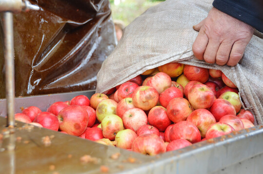 �pfel werden in einer mobilen Mosterei versaftet