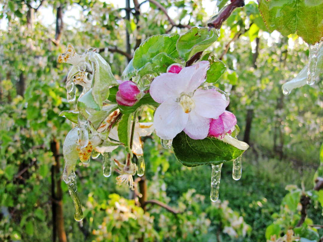 Vereiste Apfelbl�te durch Frostschutzberegnung.