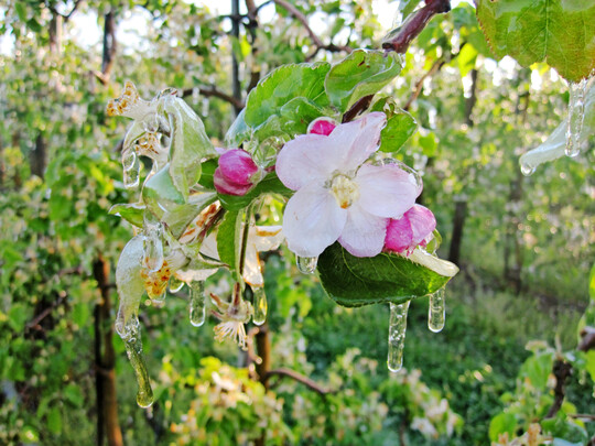 Vereiste Apfelblüte durch Frostschutzberegnung.