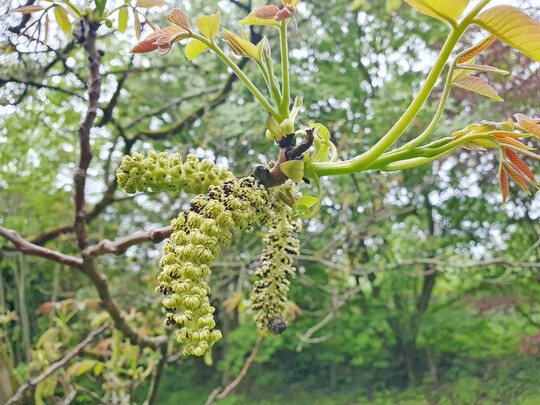 Je sp�ter die Walnuss austreibt, desto geringer die Sp�tfrostgefahr