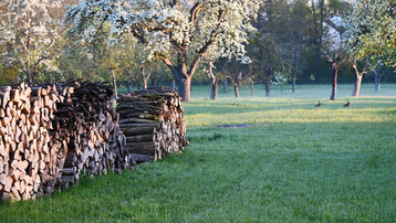 Bl�hende Birnb�ume im Morgenlicht. Eine Idylle? Fast. Der Brennholzstapel verweist darauf, dass viele Hochst�mme gef�llt werden, mehr als nachgepflanzt werden.