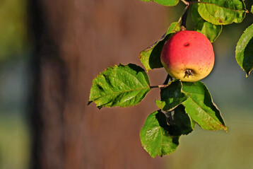 Apfel am Baum.