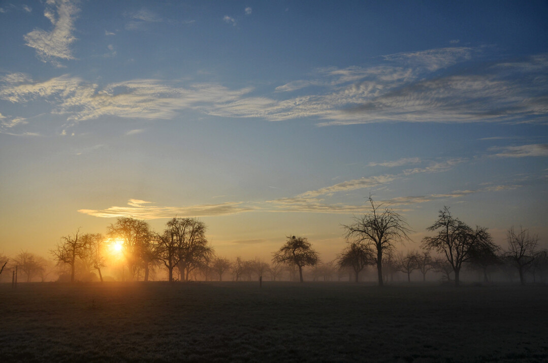 Sonnenaufgang über der Streuobstwiese.