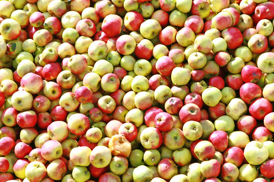 Anlieferung von Streuobst f�r Apfelsaft.