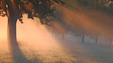Morgenstimmung auf der Streuobstwiese.