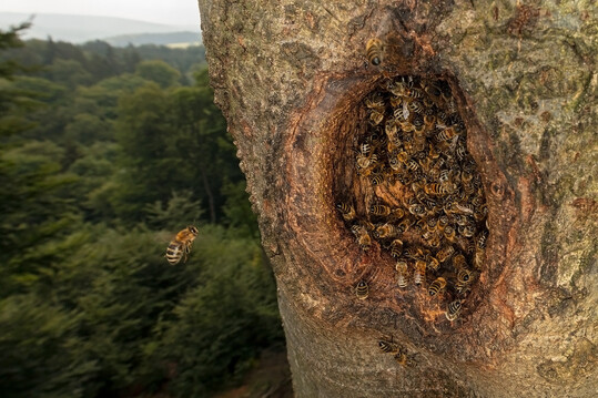 Sie werden immer weniger: Die wildlebenden Populationen, der aus der Imkerei bekannten Honigbiene, wurden von der IUCN auf die internationale Rote Liste der bedrohten Arten aufgenommen und als „stark gefährdet“ eingestuft.