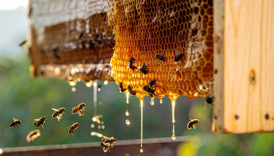 Eine neue Bedrohung f�r die europ�ischen Honigbienen ist auf dem Vormarsch: die Tropilaelaps-Milbe.