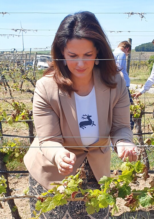 Die bayerische Landwirtschaftsministerin Michaela Kaniber bei der Begutachtung von Frostschden in den Weinbergen bei Kitzingen.