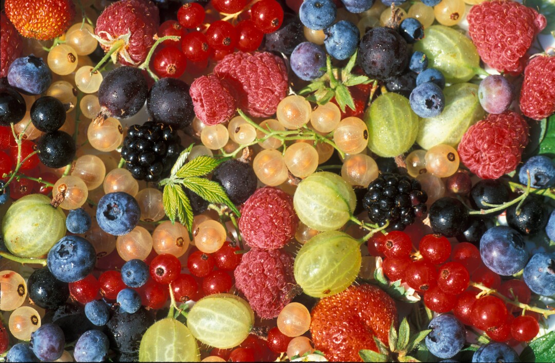 Bei Blaubeeren ist die weltweite Flche in den letzten 5 Jahren um 50 % gestiegen