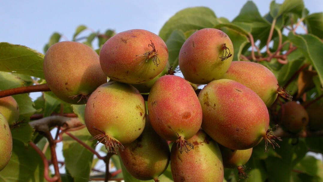 Kiwibeeren gelten hnlich wie Chia und Gojibeeren als echtes Superfood.