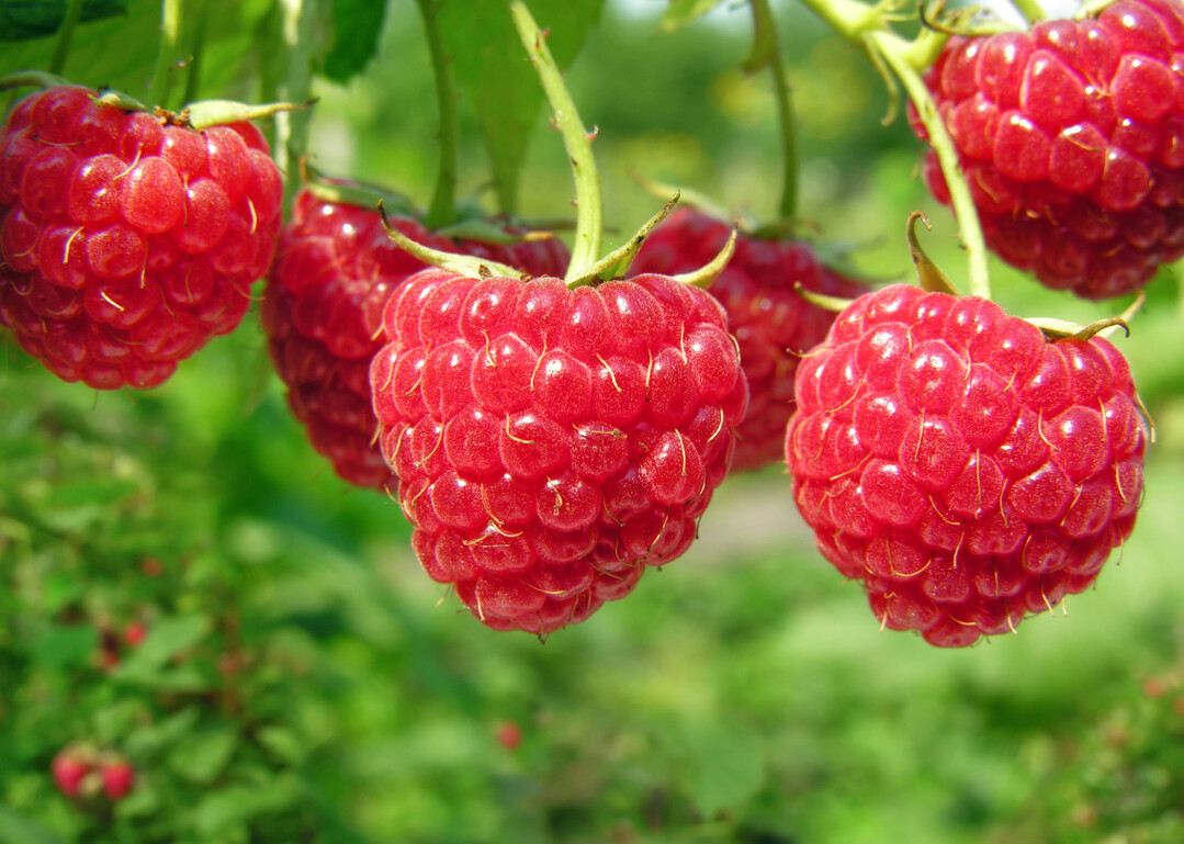 Bei Himbeeren stieg der Konsum um 22 Prozent gegenber dem Vorjahr