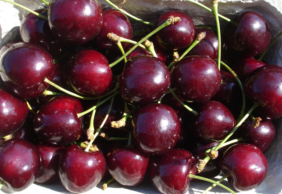 Die Obstzüchter des JKI präsentieren auf der IPM ihre Neuzüchtungen bei Apfel und Kirsche