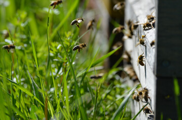 Honigbienen am Bienenstock
