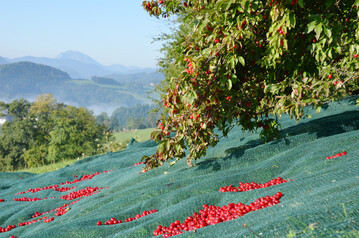 Erntezeit im sterreichischen Pielachtal: berall sieht man unter den Bumen die Erntenetze.