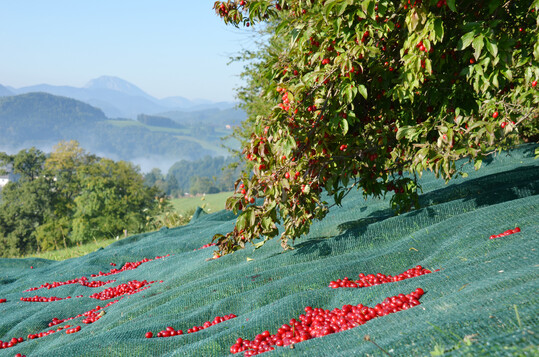 Erntezeit im sterreichischen Pielachtal: berall sieht man unter den Bumen die Erntenetze.
