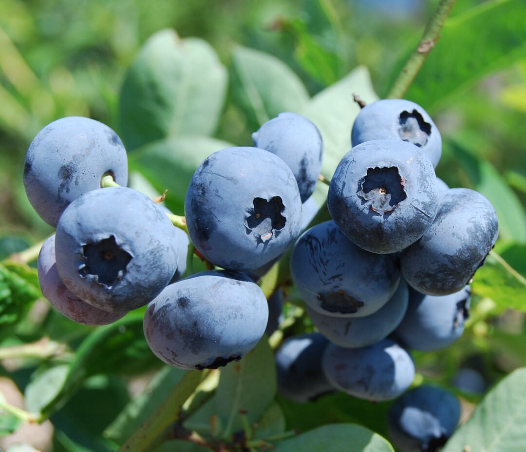 Heidelbeeren sind nach Erdbeeren die beliebtesten Beeren der Deutschen
