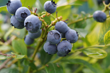 In der Schweiz wird in diesem Jahr eine Erntemenge von 847 Tonnen Heidelbeeren erwartet.