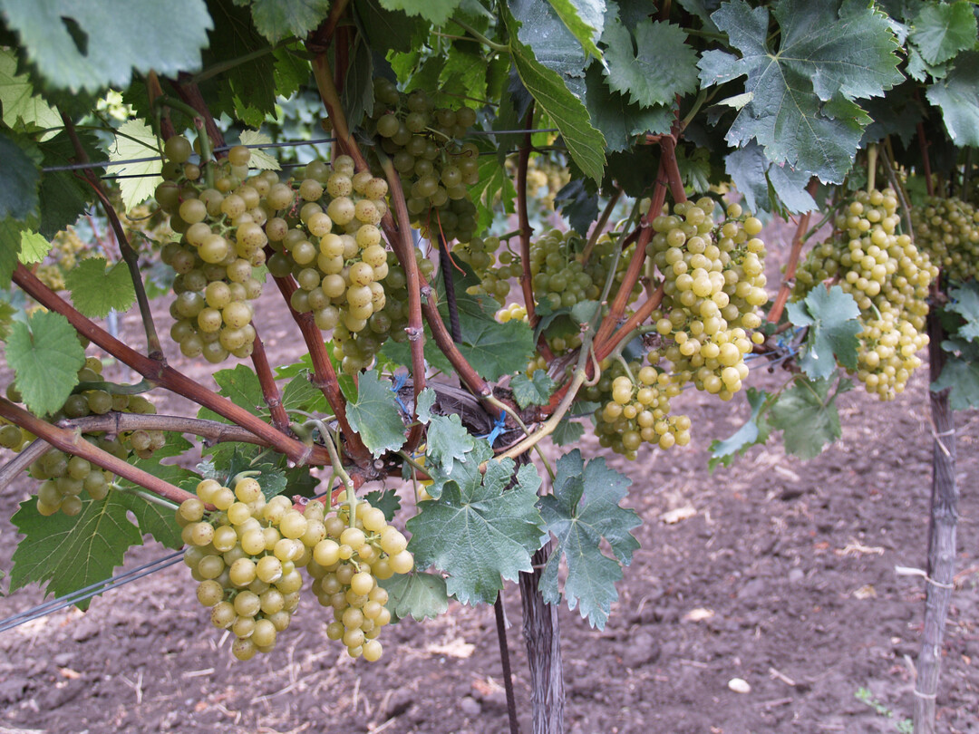 Goldmuskateller, eine aromatische Rebsorte, die sich gut für Trauben- und Tresterbrände eignet.