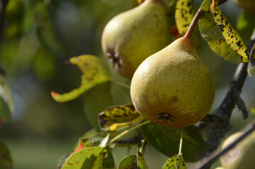 Streuobstbirnen am Baum